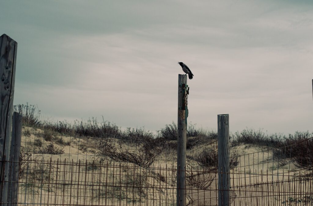 crow-sitting-wooden-column-deserted-area-1-1024x674.jpg